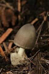 Volvariella volvacea