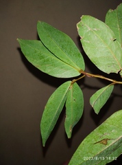 Cynometra cauliflora