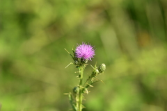 Cirsium creticum