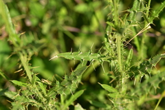Cirsium creticum