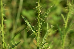 Cirsium creticum