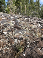 Festuca saximontana