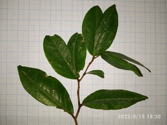 Cynometra cauliflora