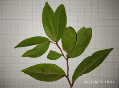 Cynometra cauliflora