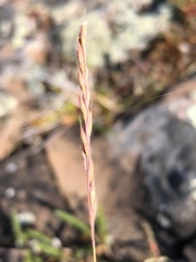 Festuca saximontana