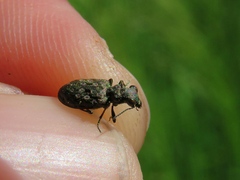 Elaphrus angusticollis