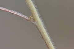 Sanguisorba occidentalis