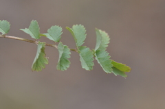 Sanguisorba occidentalis