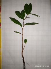 Cynometra cauliflora