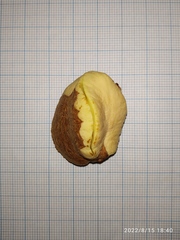 Cynometra cauliflora