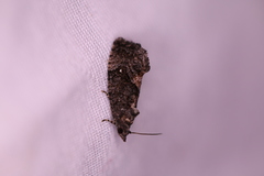 Gymnandrosoma punctidiscanum