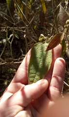 Croton lachnostachyus