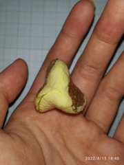 Cynometra cauliflora