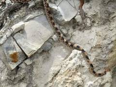 Pituophis deppei jani