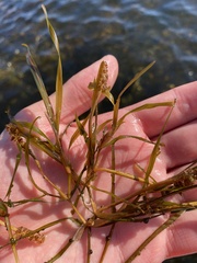 Potamogeton compressus