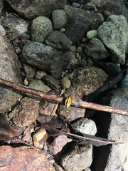 Gasteracantha audouini