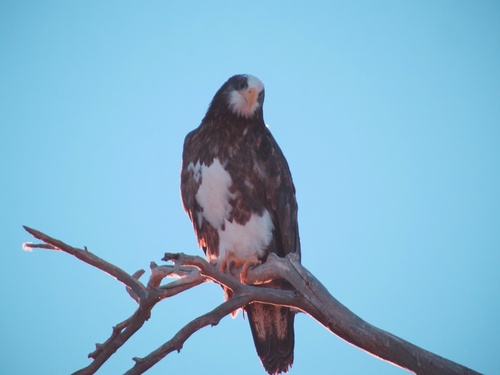 Bald Eagle photographed in Utah