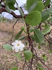Gardenia megasperma