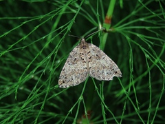 Hydriomena furcata