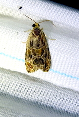 Olethreutes furfuranum