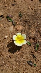 Moraea luteoalba