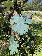 Macleaya