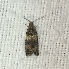 Olethreutes fasciatana