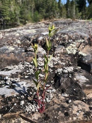 Gentiana rubricaulis