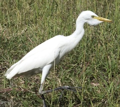 Bubulcus ibis