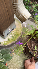Delphinium ajacis