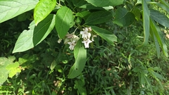 Clerodendrum fortunatum
