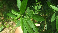 Clerodendrum fortunatum