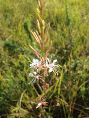 Oenothera filipes