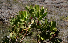Leucadendron gandogeri