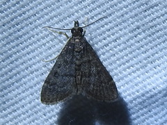 Steniodes declivalis
