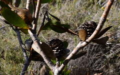 Leucadendron gandogeri
