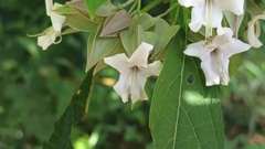 Clerodendrum fortunatum