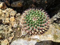 Mammillaria chionocephala