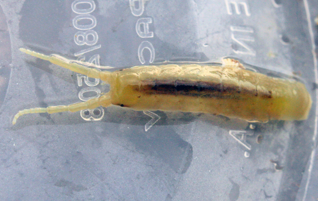 Blunt-tailed Isopod