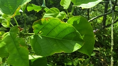 Endospermum chinense