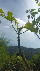 Endospermum chinense