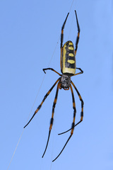 Trichonephila senegalensis