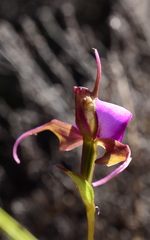 Disperis capensis