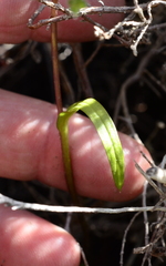 Disperis capensis