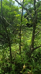 Endospermum chinense