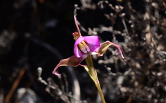 Disperis capensis
