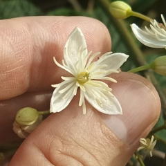 Clematis meyeniana