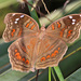 Mariposa Ojo de Venado Africana - Photo (c) Judy Gallagher, algunos derechos reservados (CC BY), uploaded by Judy Gallagher