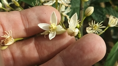 Clematis meyeniana