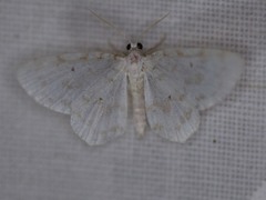 Hydrelia albifera